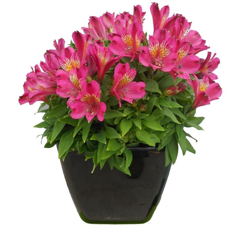 Alstroemeria Inca ‘Goal’ — A Vibrant, Long‑Lasting Garden Favourite