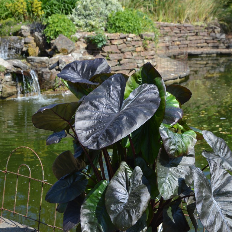 Colocasia ‘Black Coral’ – Dramatic Dark Foliage for Exotic Gardens