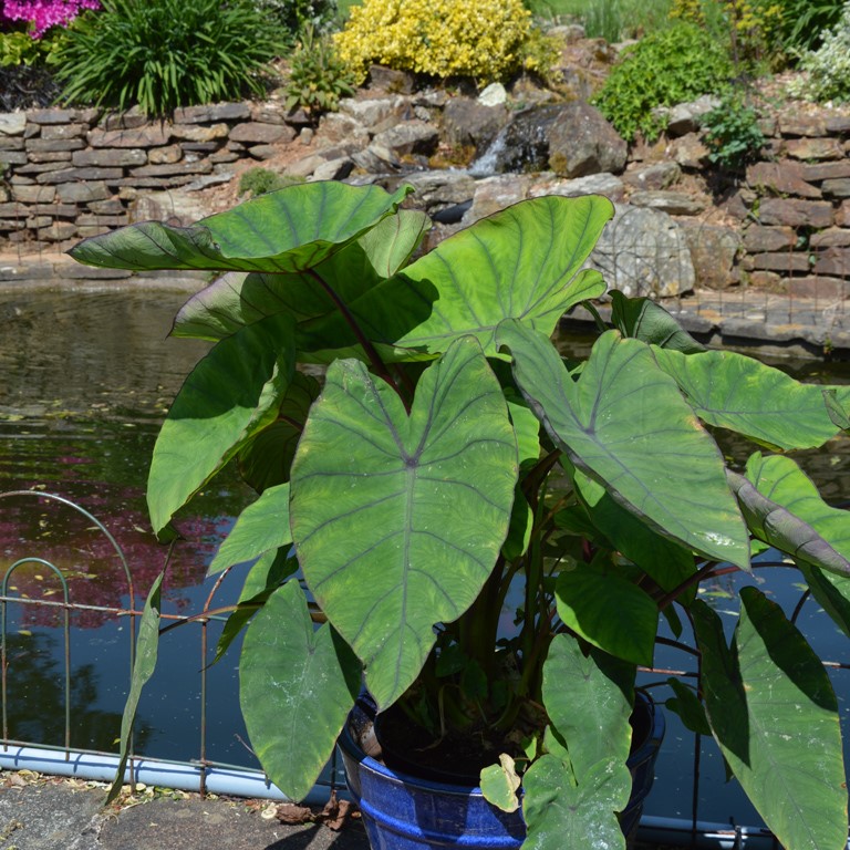 Colocasia ‘Blue Hawaii’ – Exotic Blue‑Green Foliage for Summer Gardens