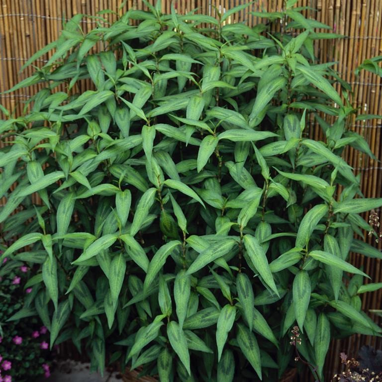 Vietnamese Coriander (Persicaria odorata) — Complete Growing Guide