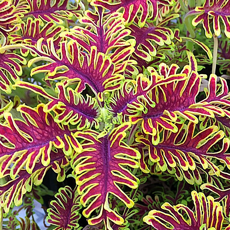 🍁 Coleus ‘Skeletal’ – A Bold, Dramatic Foliage Plant for Your Garden