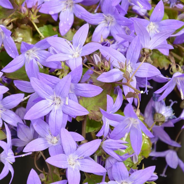 Campanula Plug Plants – Long‑Flowering Bellflowers for UK Gardens