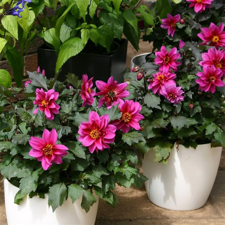Dahlia Dreamy ‘Kiss’ – How to Grow