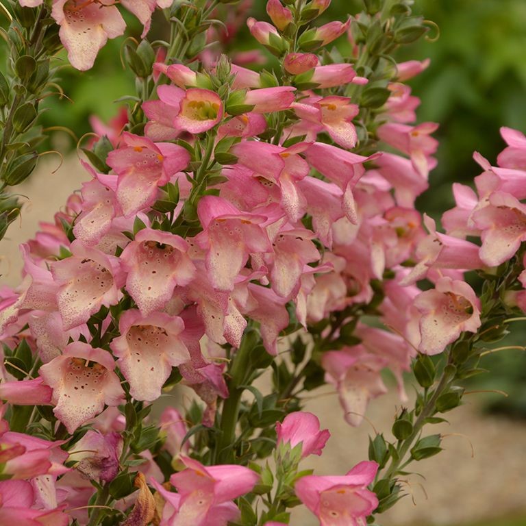 🌿 The Joys of Growing Digitalis ‘Berry Canary’