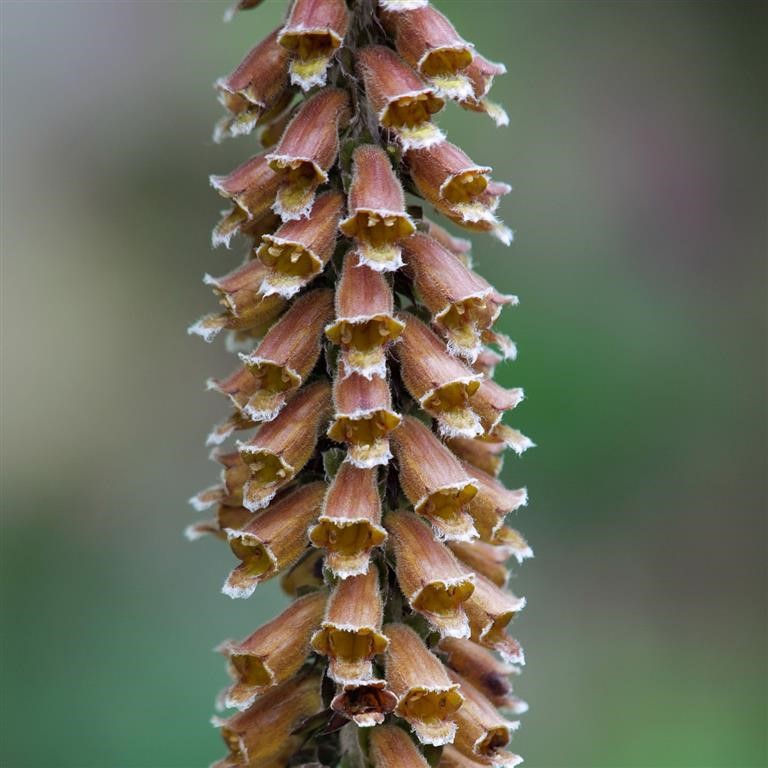 Foxgloves (Digitalis): How to Grow, Care For & Enjoy These Cottage Garden Icons