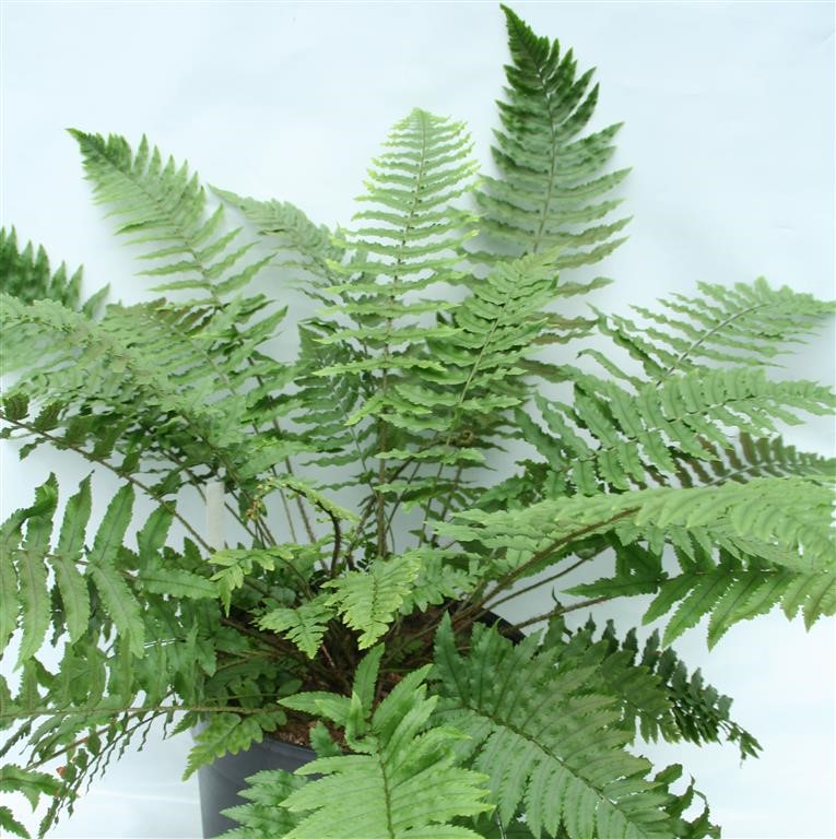 Dryopteris & Hardy Ferns: The Ultimate Guide to Growing Lush, Architectural Fern Displays