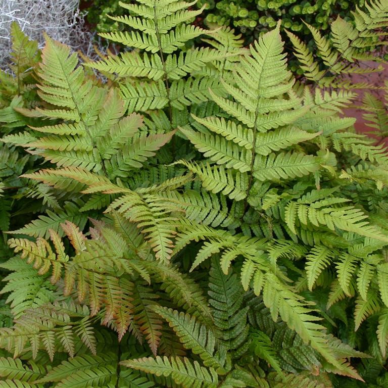 Dryopteris erythrosora (Autumn Fern): The Copper‑Toned Star of Shade Gardens