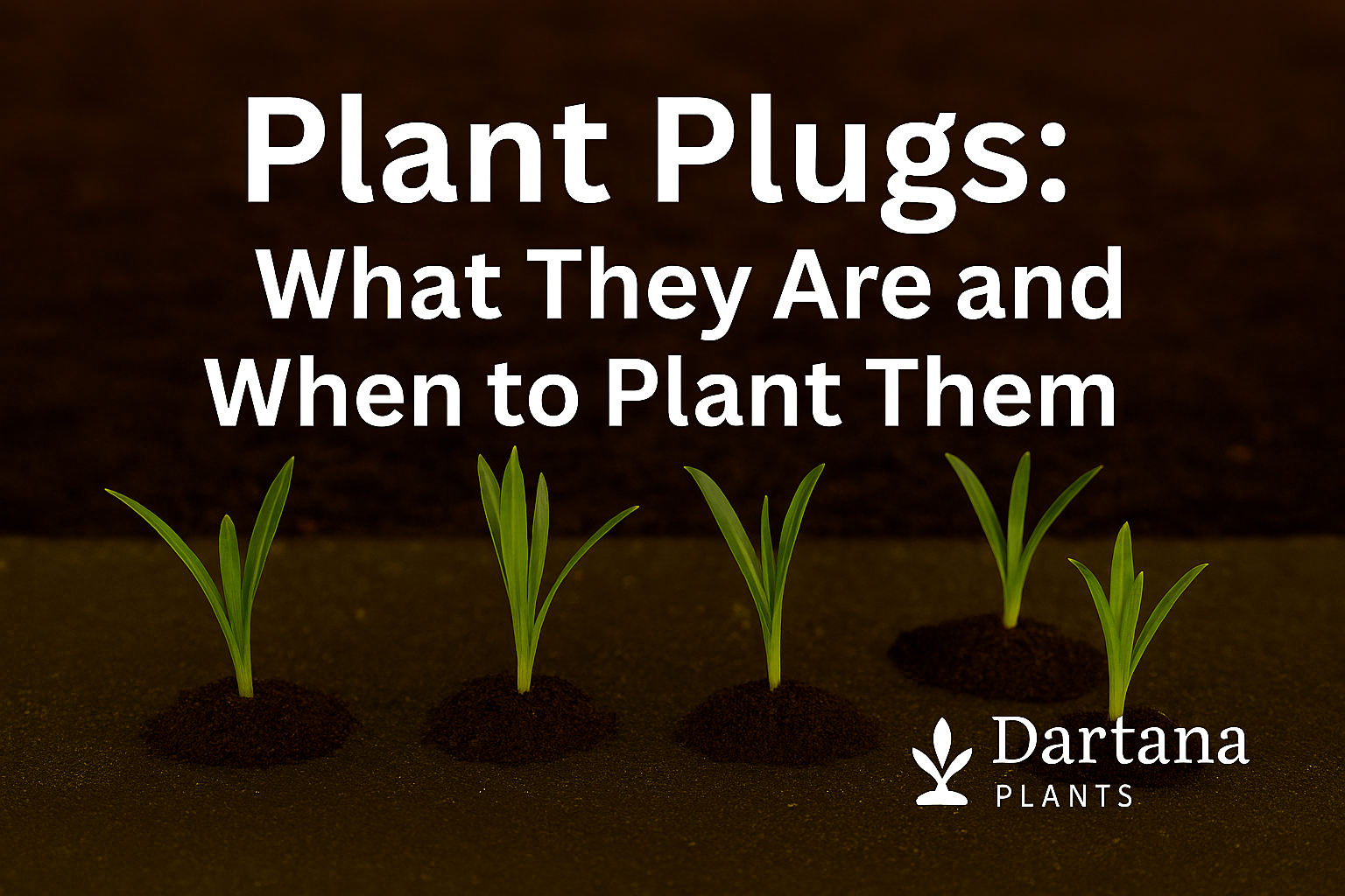 Plant Plugs: What They Are and When to Plant Them