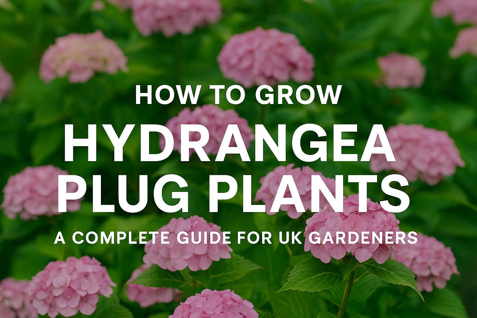 How to Grow Hydrangea Plug Plants: A Complete Guide for UK Gardeners