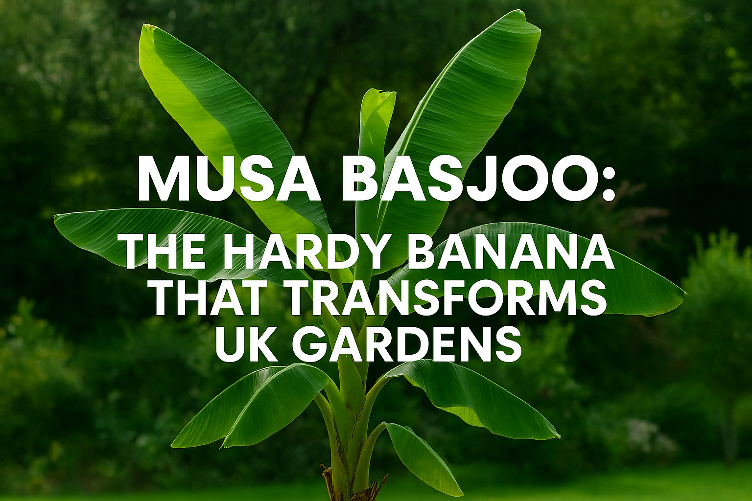 Musa Basjoo: The Hardy Banana That Transforms UK Gardens