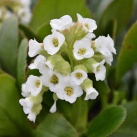 Bergenia: The Evergreen Powerhouse for UK Gardens (2026 Guide)