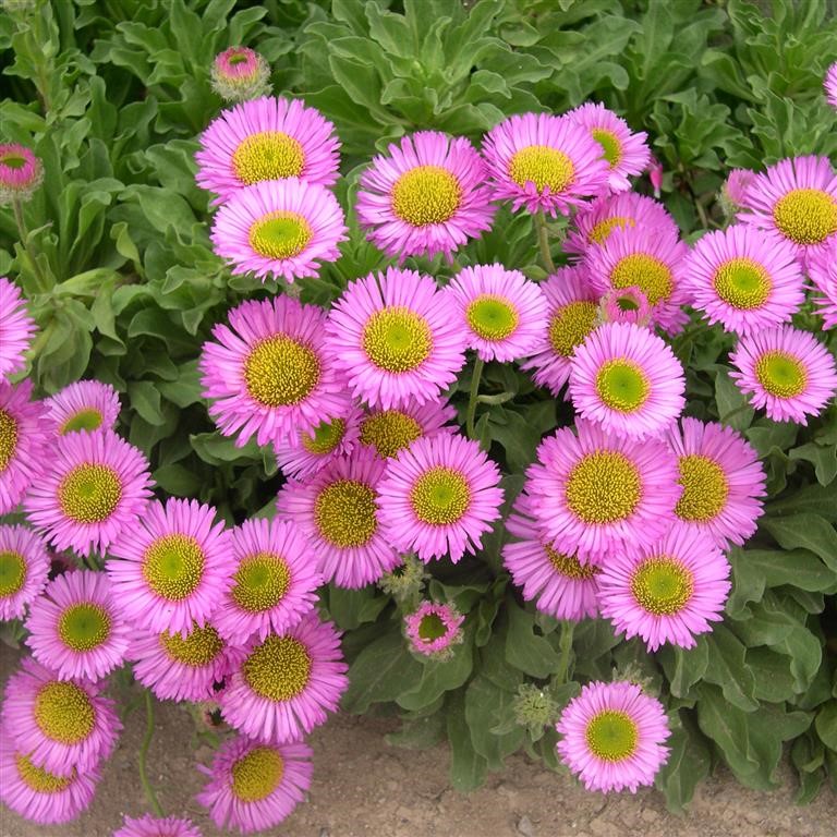 Erigeron ‘Sea Breeze’ – Long‑Flowering Evergreen Perennial