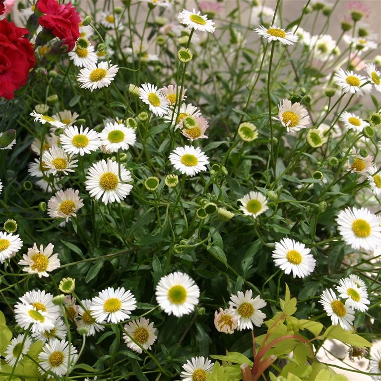 Erigeron karvinskianus ‘Sea of Blossom’ – Long‑Flowering Ground Cover
