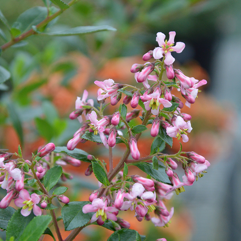 Escallonia Plug Plants – Evergreen Colour for UK Gardens