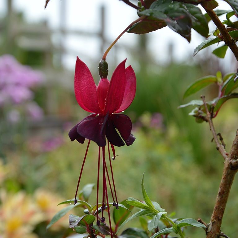 Fuchsia ‘Blacky’ — A Bold, Dramatic Choice for Shaded Gardens