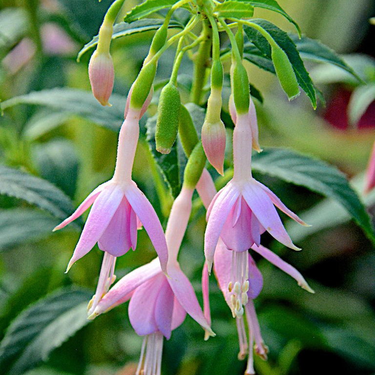Fuchsia Plug Plants – A Complete Guide