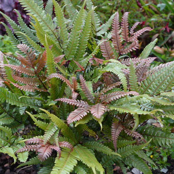 Fern Plug Plants – Shade‑Loving Foliage Plants for UK Gardens