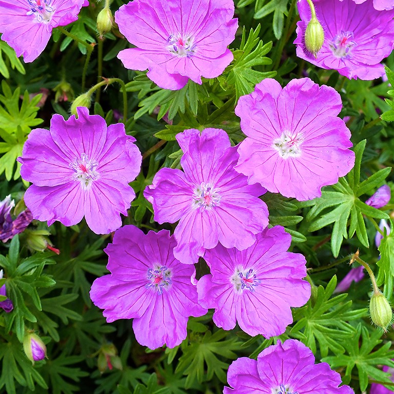 Geranium Plug Plants: A Complete Guide for UK Gardeners