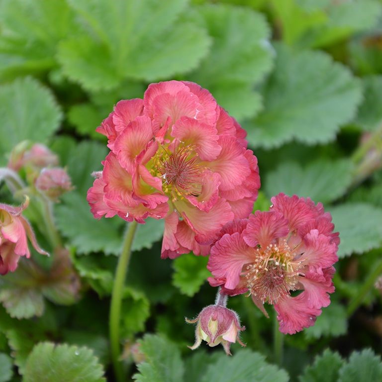 Geum Plug Plants – How to Grow, Care & Where to Use Them
