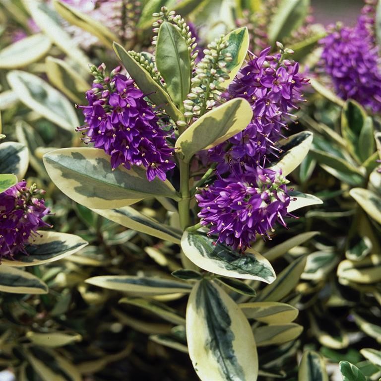 🌿 Making the Most of Hebe franciscana: A Complete UK Growing Guide