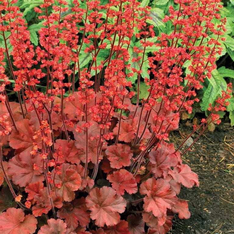 Heuchera Plug Plants — A Complete Guide for UK Gardeners