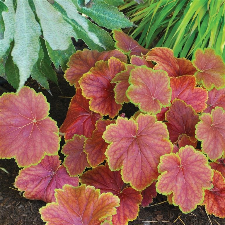 Heuchera ‘Delta Dawn’ Growing Guide (UK): Sunset Foliage for Shade & Pots