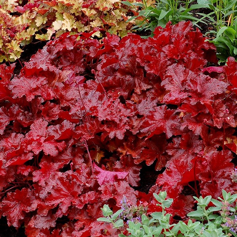 Heuchera ‘Forever Red’ Growing Guide (UK): The Reddest Foliage All Year