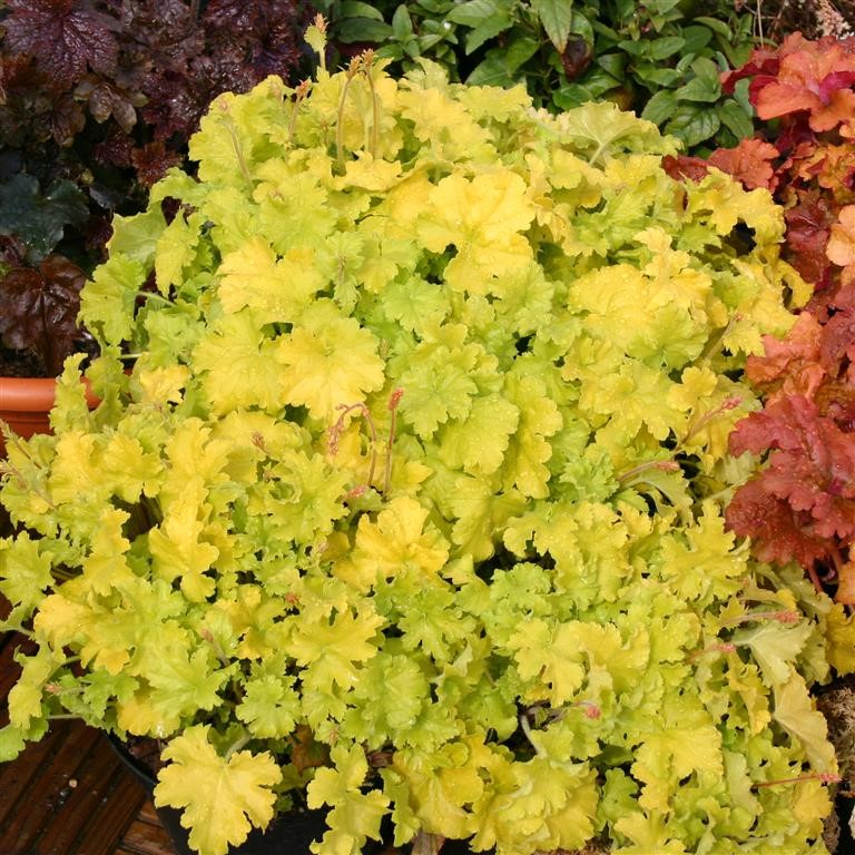 Heuchera ‘Key Lime Pie’ – Bright Evergreen Foliage for Shade