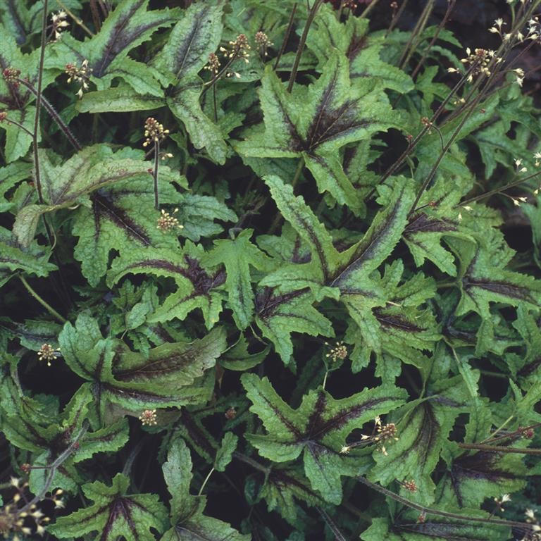 Heucherella ‘Kimono’ – Complete Growing Guide