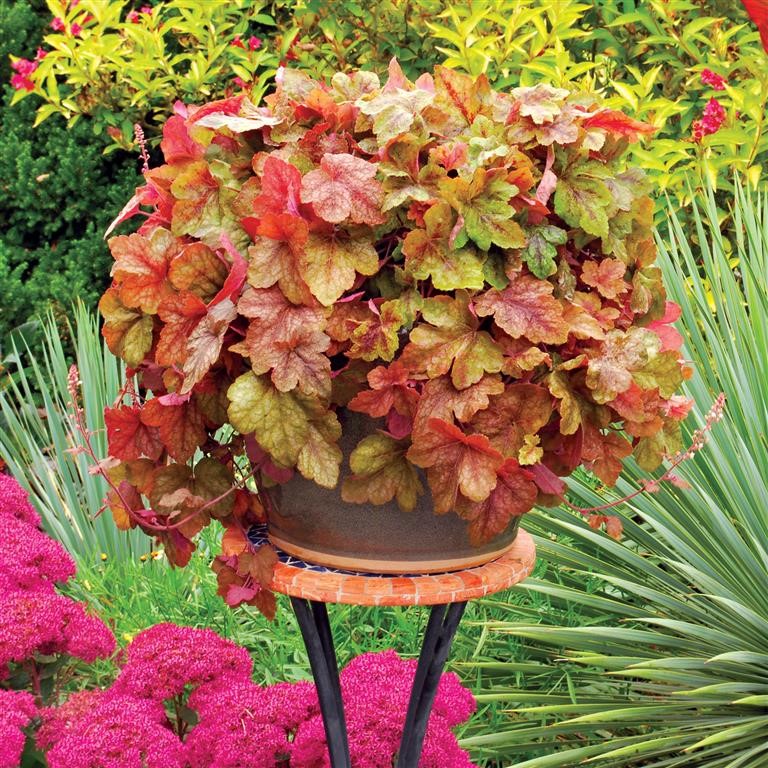 Heucherella ‘Redstone Falls’ – Growing Guide