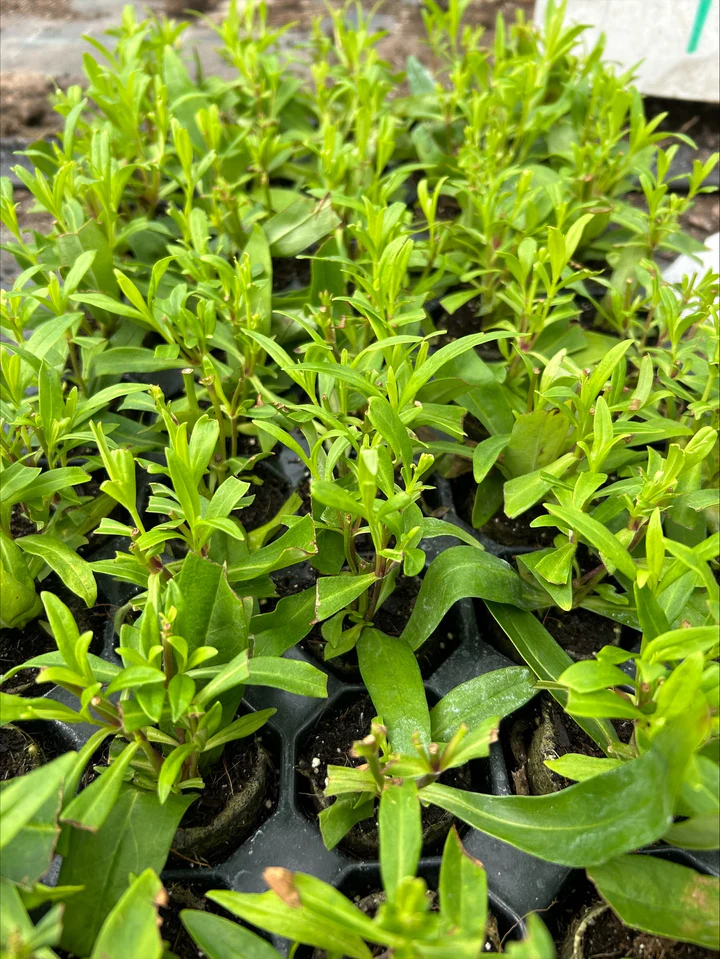 Penstemon ‘King George’ – Deep Red Summer Perennial for UK Gardens