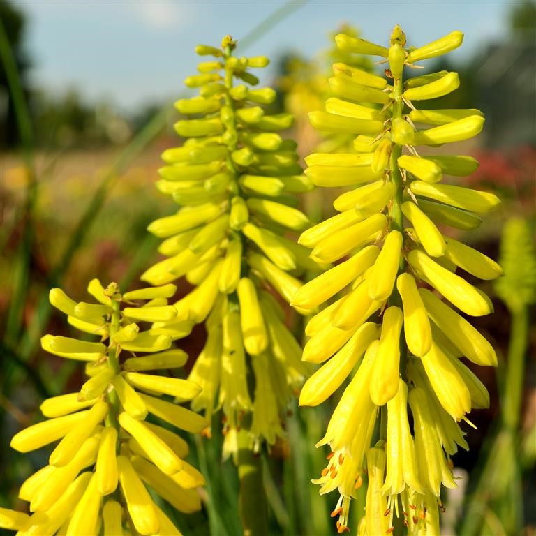 Kniphofia Plug Plants: Structural Colour and Reliable Performance for UK Gardens