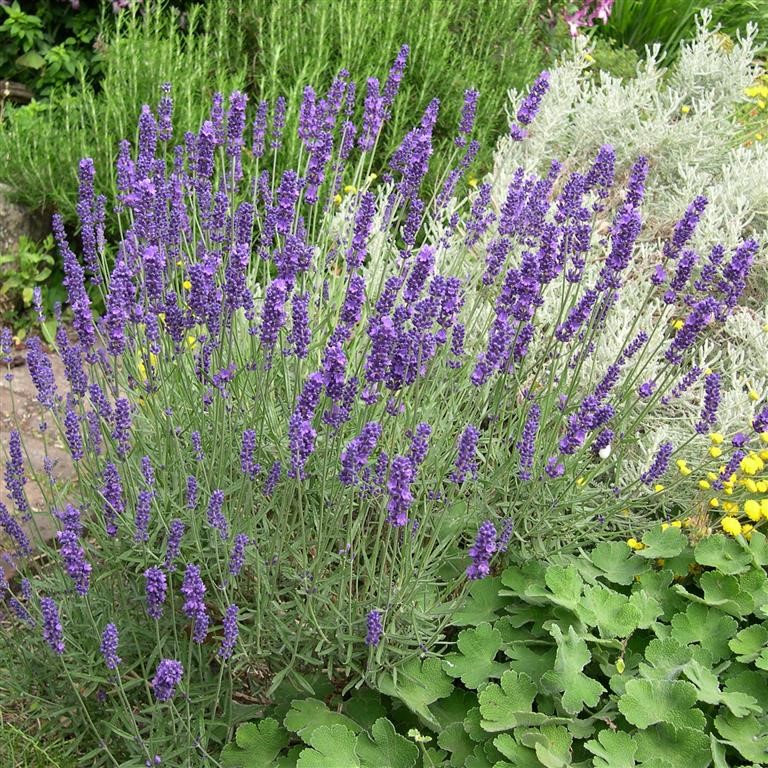 Lavender Plug Plants – Planting & Care Guide for UK Gardeners