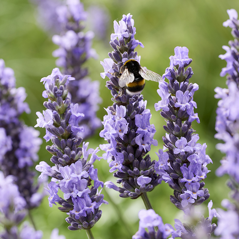 Lavender Plug Plants – Hardy, Fragrant Perennials for UK Gardens
