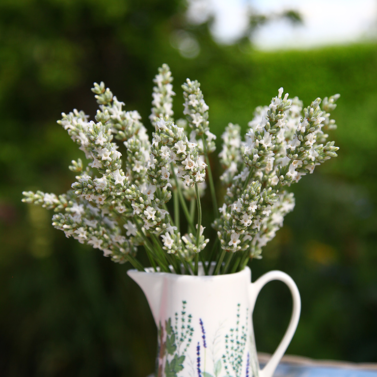🌿 Lavender Plug Plants – Fragrant, Hardy & Perfect for UK Gardens