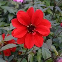Dahlia Plug Plants: Big Colour, Long Flowering & Incredible Value (2026 Guide)