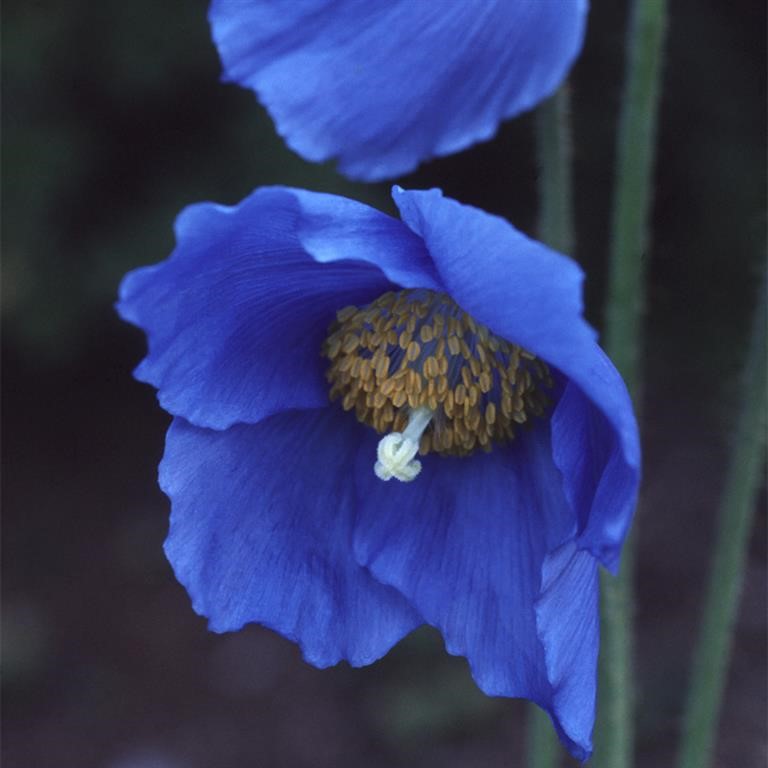 Meconopsis ‘Lingholm’ – A Complete Growing Guide for the Himalayan Blue Poppy