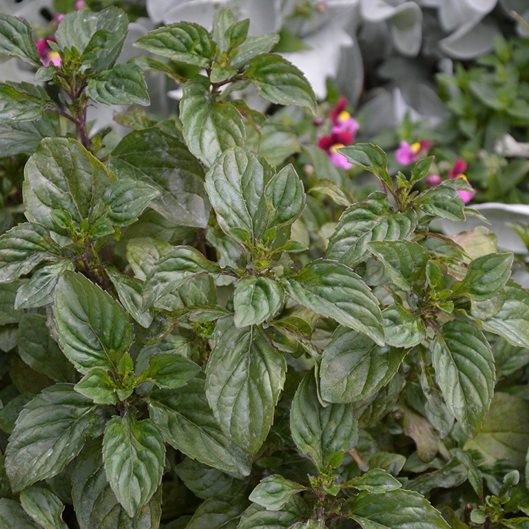 Mentha spicata ‘Lamb Chops’ – Growing Guide for a Flavour‑Packed Garden Mint