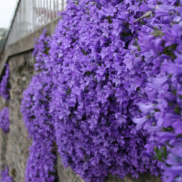 Campanula ‘Mrs Resholt’: The Cascading Blue Bellflower for Walls, Steps & Pots (UK Guide 2026)