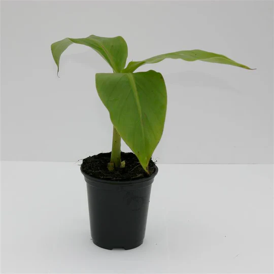 Musa Plug Plants – How to Grow Banana Plants in UK Gardens