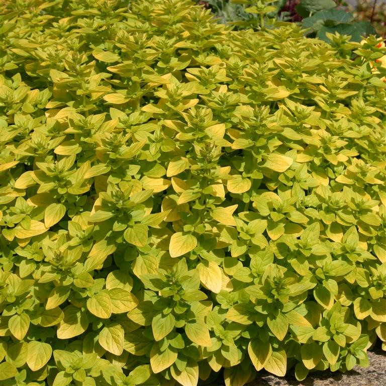 Marjoram Plug Plants – A Complete Guide