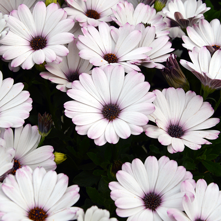 How to Grow Osteospermum SummerSmile ‘White’: Complete Guide for UK Gardens