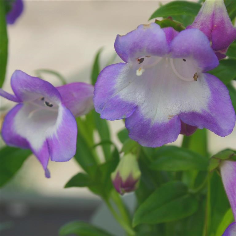 Penstemon Czar – The Violet Beauty Every UK Garden Needs