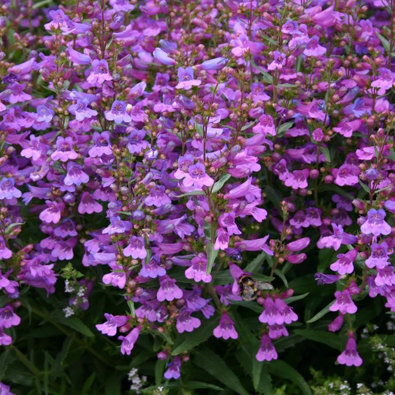 Penstemon Plug Plants: Long‑Flowering Colour for Borders & Containers
