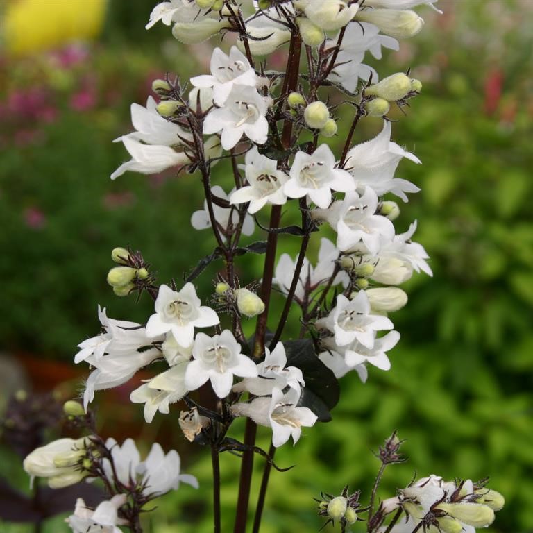 Penstemon digitalis ‘Husker Red’ – How to Grow This Bold, Burgundy‑Leaf Perennial