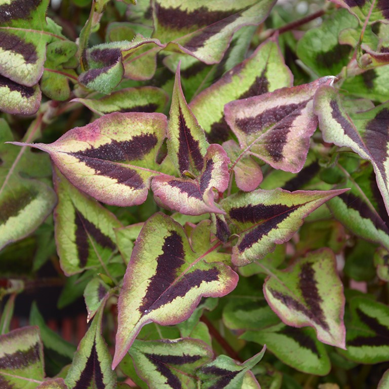 Persicaria ‘Purple Fantasy’ – A Bold, Colourful Ground Cover for Moist Gardens