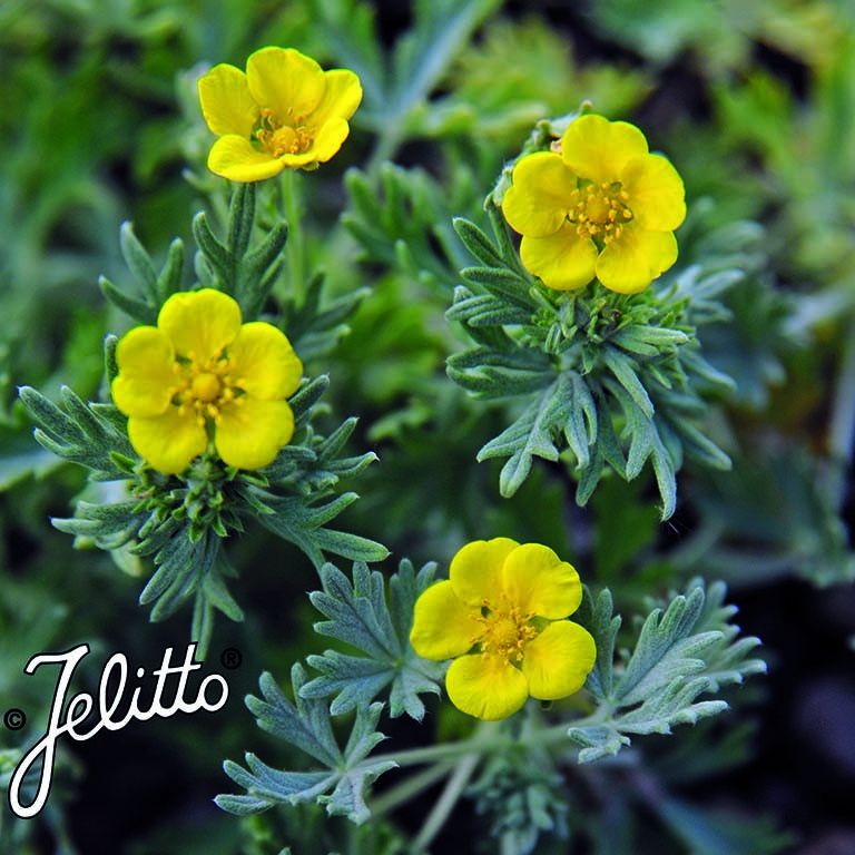 Potentilla calabra – A Silver‑Leaved Perennial for Dry, Sunny Gardens