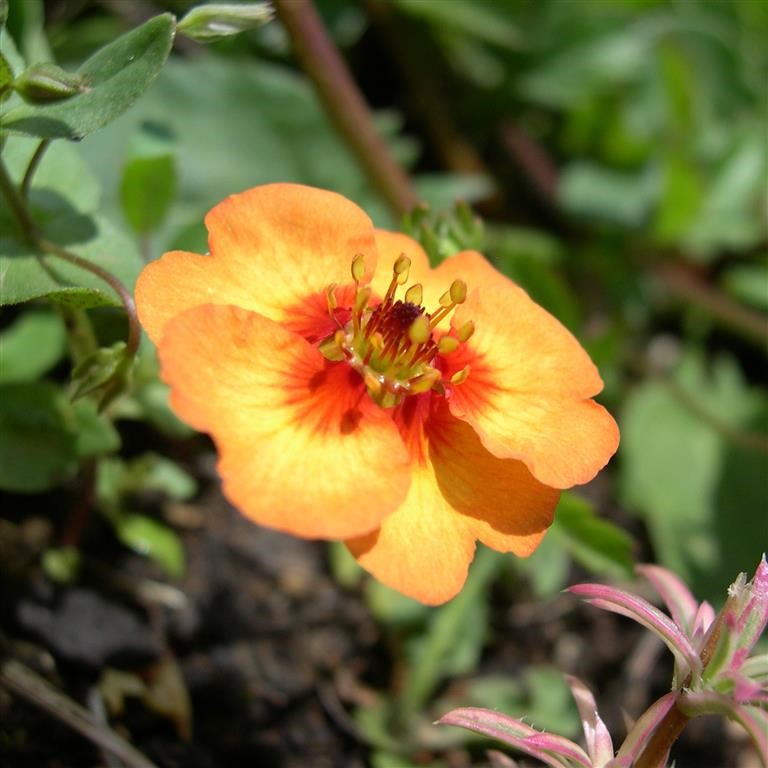 Potentilla × tonguei – A Low‑Growing Perennial with Apricot Flowers and Red Centres