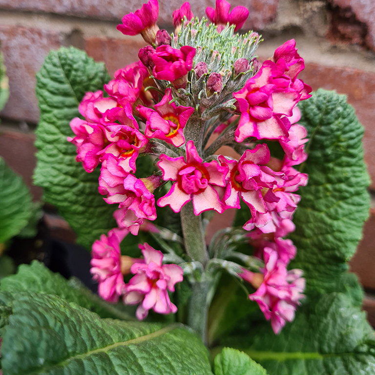 Primulas & Candelabra Primulas: Colour, Structure and Spring Magic for Moist, Shaded Gardens