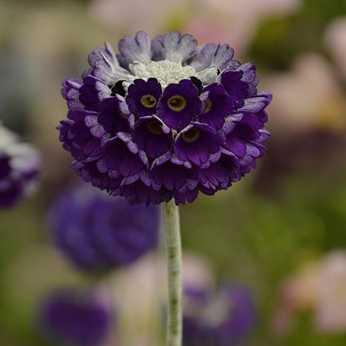 Primula capitata mooreana – How to Grow This Striking Himalayan Primrose